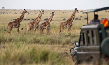 How Long Does It Usually Take to Get Approval for a Kenya Travel Permit?