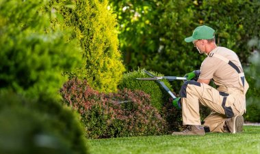 What Are Lawn Trimming Services and Why Do You Need Them?