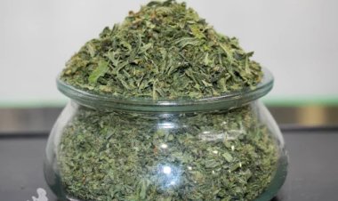 Shake Weed Guide: Uses, Benefits & Buying Tips