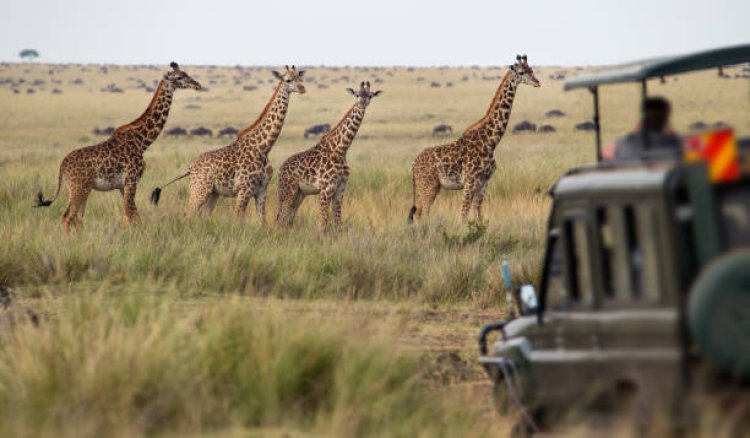 How Long Does It Usually Take to Get Approval for a Kenya Travel Permit?
