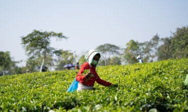 Best Family Vacation Spots in West Bengal | Dooars Tea Gardens