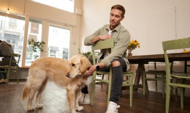 Why Mental Stimulation Is Important for a Dog’s Everyday Well-Being