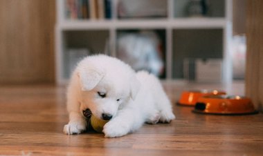 Puppy Training in Philadelphia PA: Building Better Habits From the Start