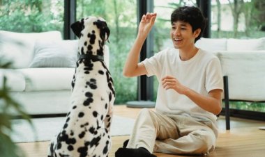 Dog Training in Charlotte NC: Why In-Home Training Can Make a Difference