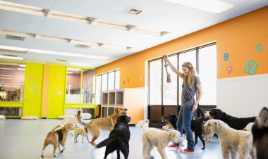Puppy Training in Omaha NE: Helping Your Puppy Learn Good Habits Through Everyday Experiences