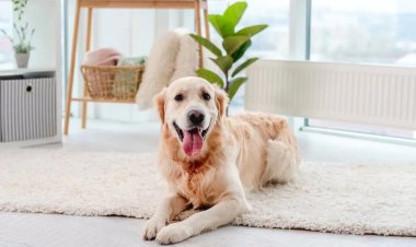 What to Expect When Working With a Dog Trainer in Louisville KY