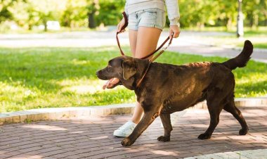 Dog Training in Boulder CO: Understanding Behavior and Building Better Obedience
