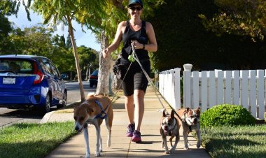 Puppy Training in Dallas TX: Building Confident and Well-Mannered Dogs