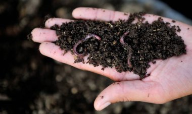Infant Worms: What They Are and How Baby Worms Grow