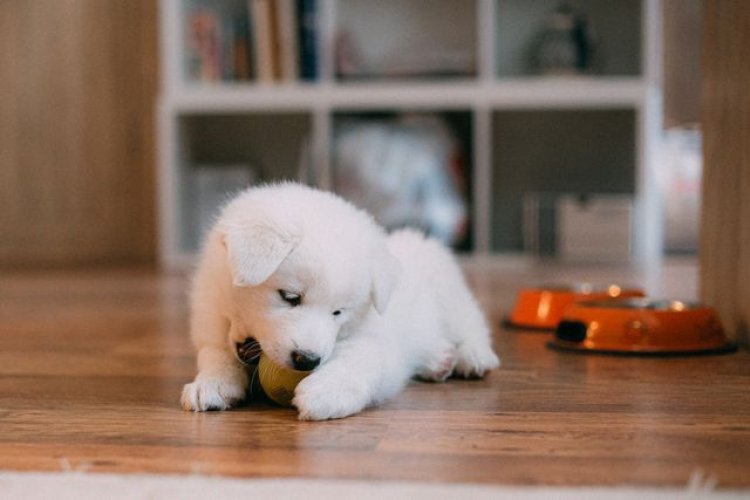 Puppy Training in Philadelphia PA: Building Better Habits From the Start