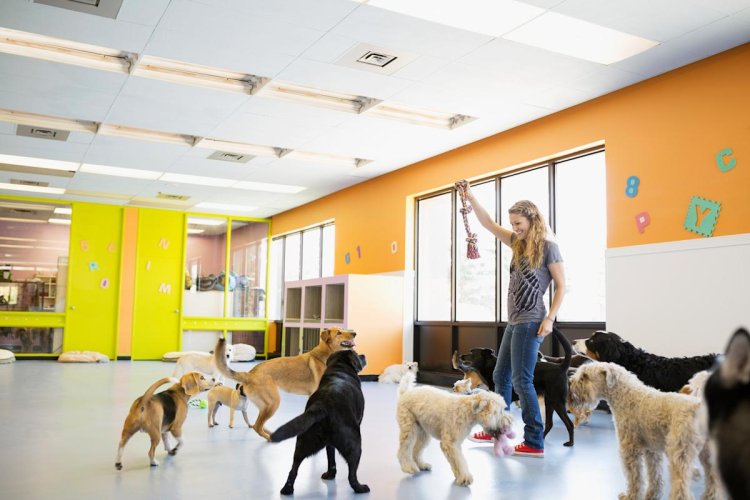 Dog Training Atlanta GA: Finding Practical Training for Everyday Life