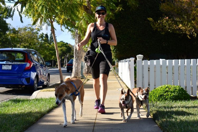 Puppy Training in Dallas TX: Building Confident and Well-Mannered Dogs