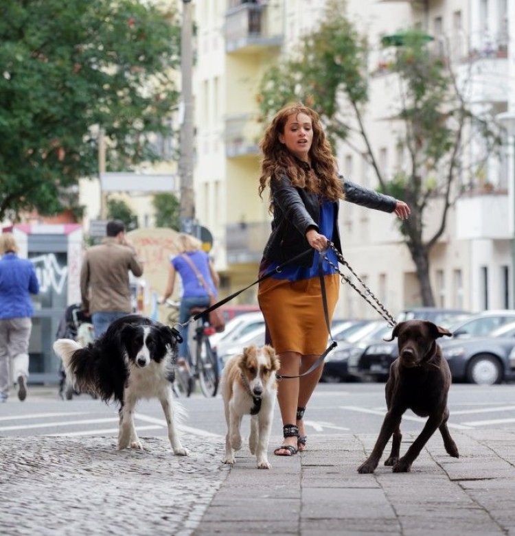 Dog Training Near Me in Naperville IL: How Local Training Can Support Better Behavior