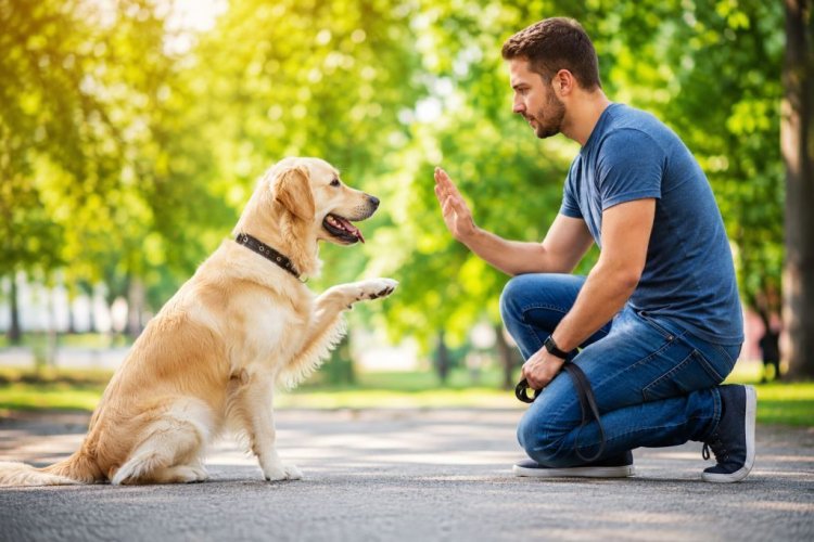 Dog Trainer in Orleans LA: Building Better Habits Through Consistent Training