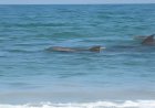 Dolphin Watching in Salalah: Best Places and Tips for a Memorable Experience