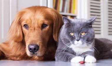 Pet Cremation in Delhi NCR: A Complete Guide to Giving Your Beloved Pet a Dignified Farewell