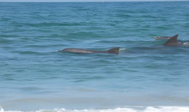 Dolphin Watching in Salalah: Best Places and Tips for a Memorable Experience