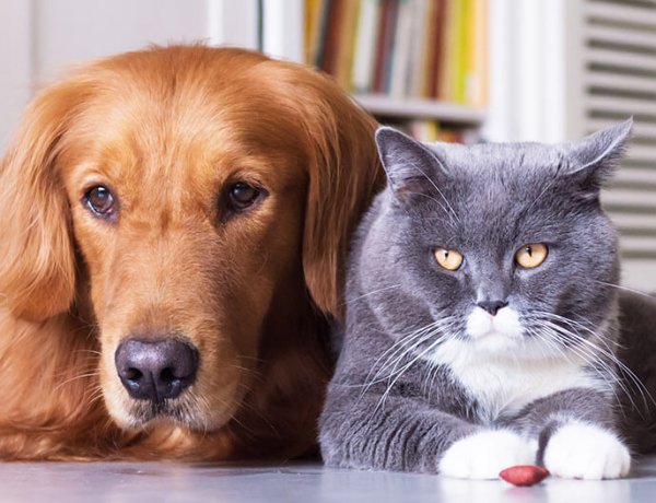Pet Cremation in Delhi NCR: A Complete Guide to Giving Your Beloved Pet a Dignified Farewell