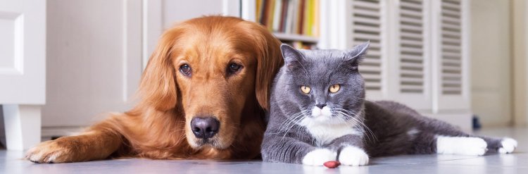 Pet Cremation in Delhi NCR: A Complete Guide to Giving Your Beloved Pet a Dignified Farewell